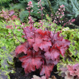 Heuchera 'Fire Alarm'