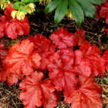 Heuchera 'Fire Alarm'