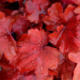 Heuchera 'Fire Alarm'