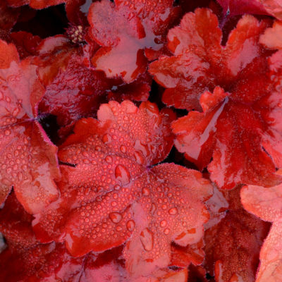 Heuchera 'Fire Alarm'