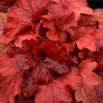 Heuchera 'Fire Alarm'