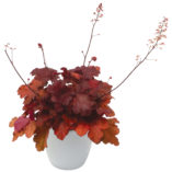 Heuchera 'Fire Alarm'