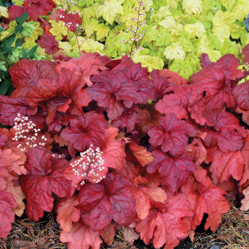 Heuchera 'Fire Alarm'