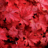 Heuchera 'Fire Chief'