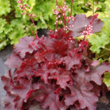 Heuchera 'Fire Chief'