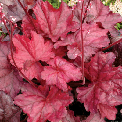 Heuchera 'Fire Chief'