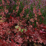 Heuchera 'Fire Chief'