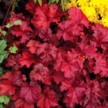 Heuchera 'Fire Chief'