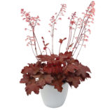 Heuchera 'Fire Chief'