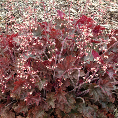 Heuchera 'Fireworks'