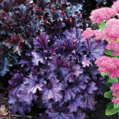 Heuchera FOREVER® 'Purple'