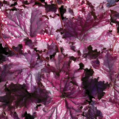 Heuchera FOREVER® 'Purple'