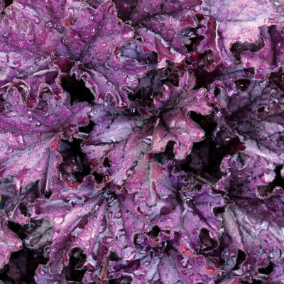 Heuchera FOREVER® 'Purple'