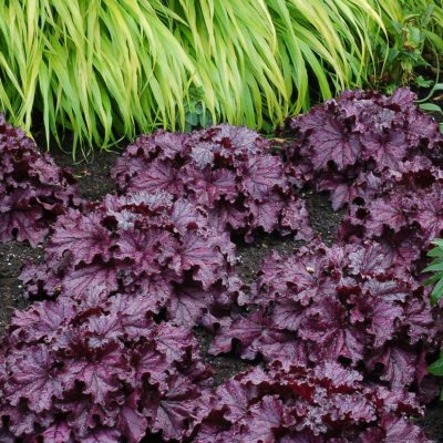 Heuchera FOREVER® 'Purple'