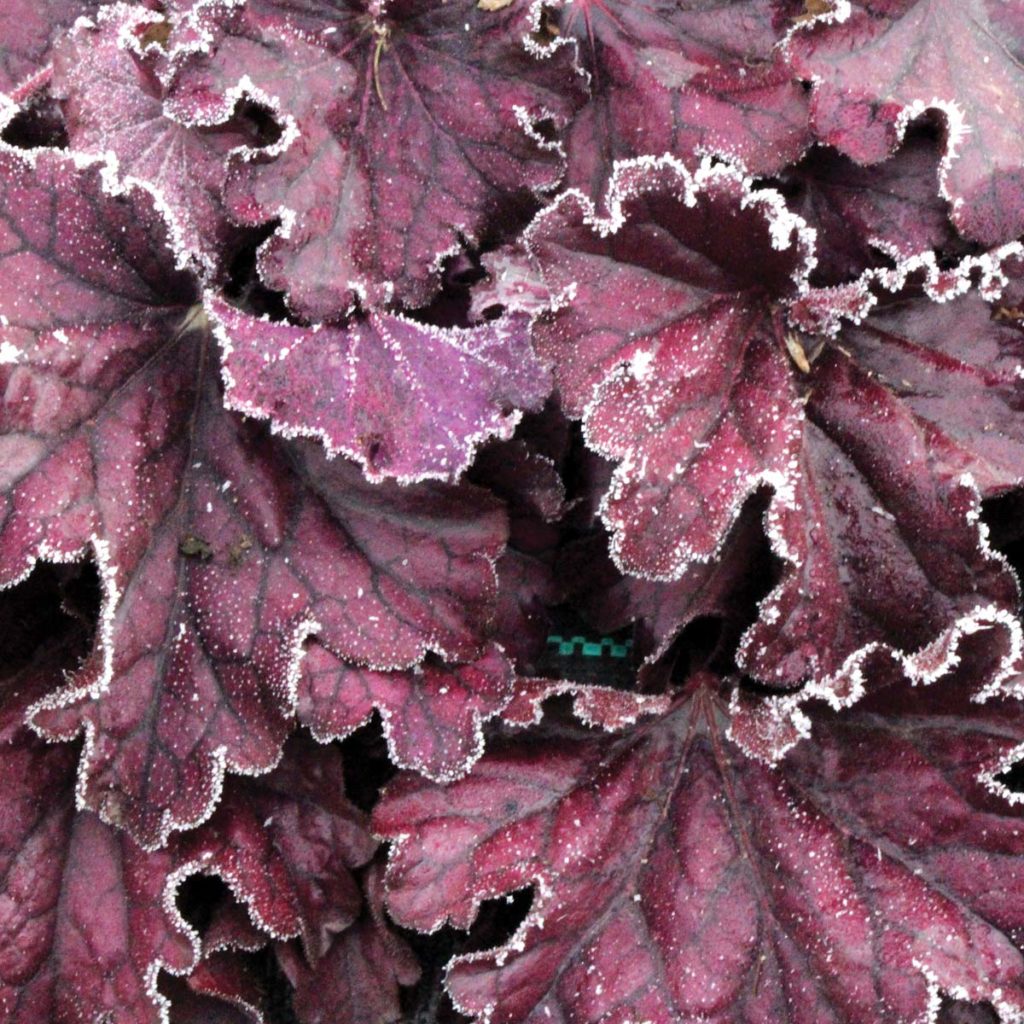 Heuchera 'Forever Purple' main image 1