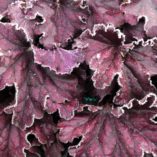 Heuchera FOREVER® 'Purple'