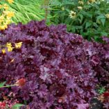 Heuchera FOREVER® 'Purple'