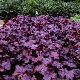 Heuchera FOREVER® 'Purple'