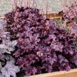 Heuchera FOREVER® 'Purple'