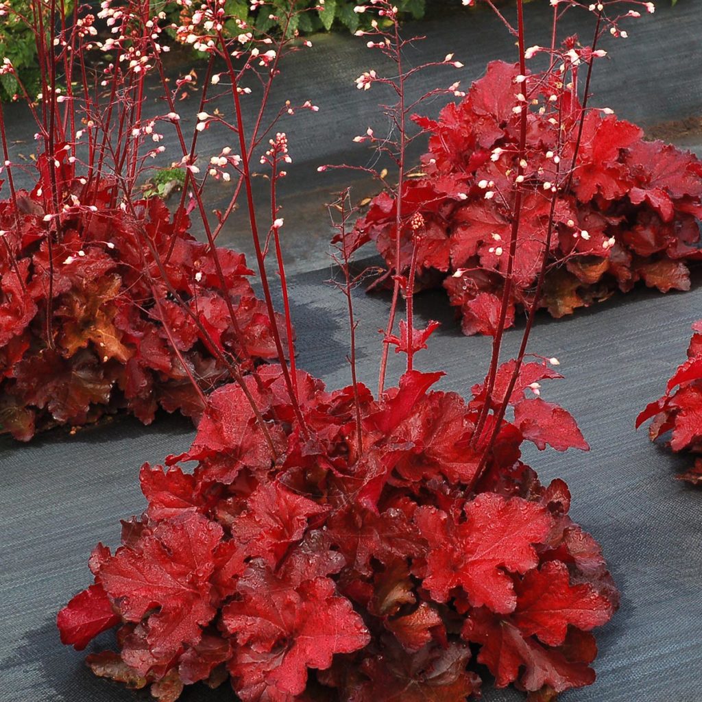 Heuchera FOREVER® ‘Red’ TERRA NOVA® Nurseries, Inc.