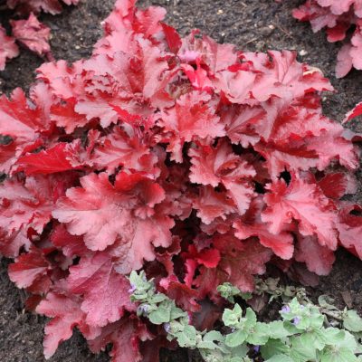 Heuchera FOREVER® 'Red'