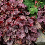 Heuchera LITTLE CUTIES™ 'Frost'