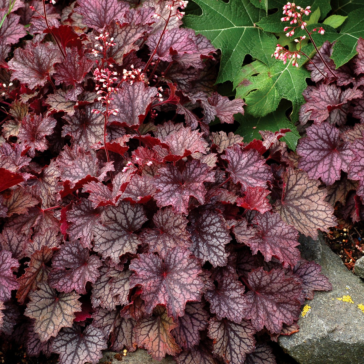 Heuchera LITTLE CUTIES™ 'Frost'