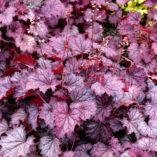 Heuchera LITTLE CUTIES™ 'Frost'