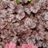 Heuchera LITTLE CUTIES™ 'Frost'