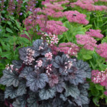 Heuchera LITTLE CUTIES™ 'Frost'