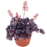 Heuchera LITTLE CUTIES™ 'Frost'