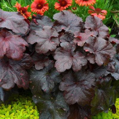 Heuchera 'Galaxy'