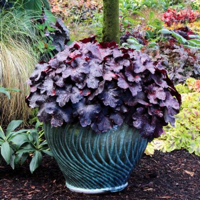 Heuchera 'Galaxy'