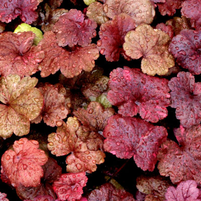 Heuchera 'Galaxy'