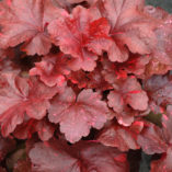 Heuchera 'Galaxy'