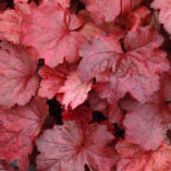 Heuchera 'Galaxy'