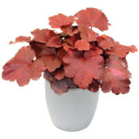 Heuchera 'Galaxy'