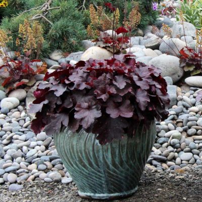 Heuchera 'Galaxy'