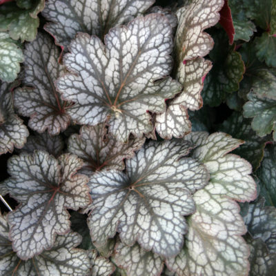 Heuchera 'Geisha's Fan'