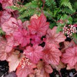 Heuchera 'Georgia Peach'