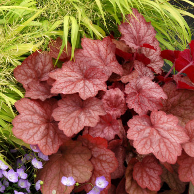 Heuchera 'Georgia Peach'