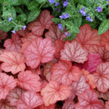 Heuchera 'Georgia Peach'