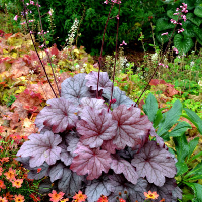 Heuchera 'Georgia Plum'