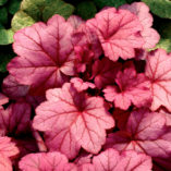 Heuchera 'Georgia Plum'