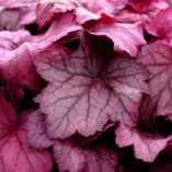 Heuchera 'Georgia Plum'