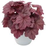 Heuchera 'Georgia Plum'