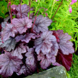 Heuchera 'Georgia Plum'