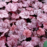 Heuchera 'Georgia Plum'