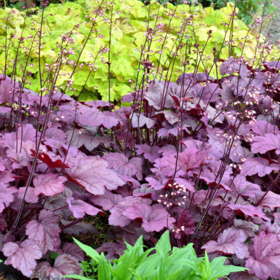 Heuchera 'Georgia Plum'