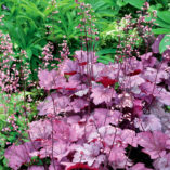 Heuchera 'Georgia Plum'